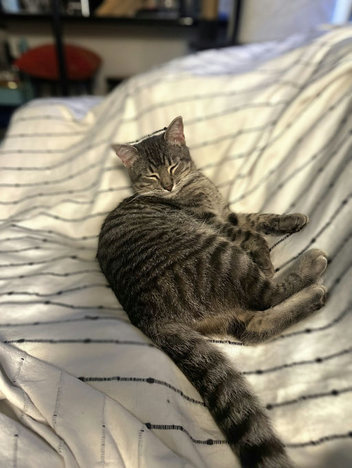 cats - Merlin Image 8