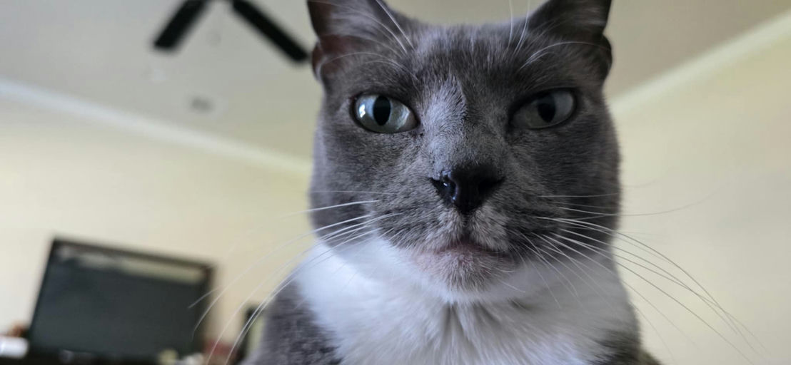 cats - Cindy Image 5