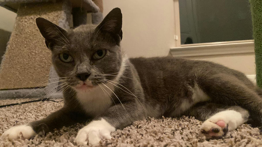 cats - Cindy Image 2