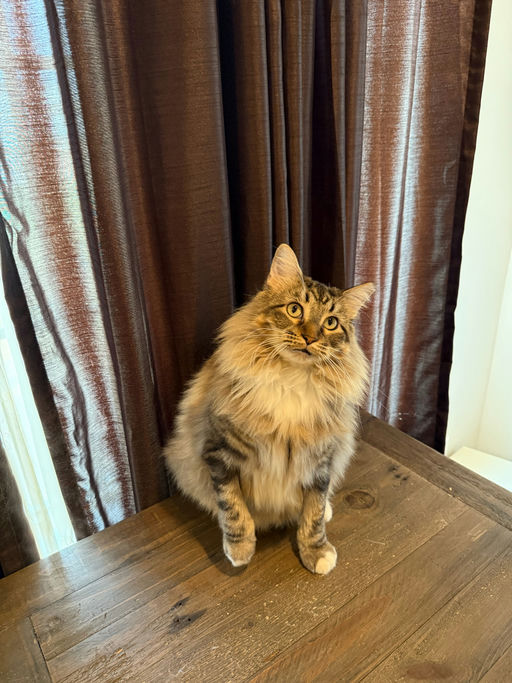 Cleopatra - Cleopatra