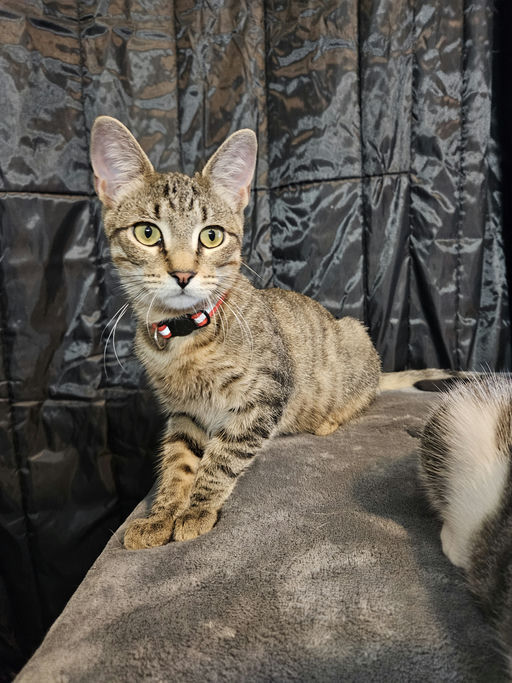 cats - Bobby Image 1