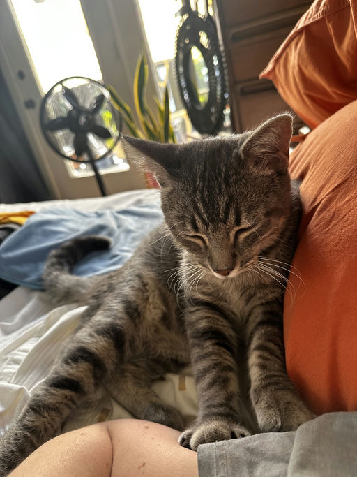 cats - Merlin Image 9