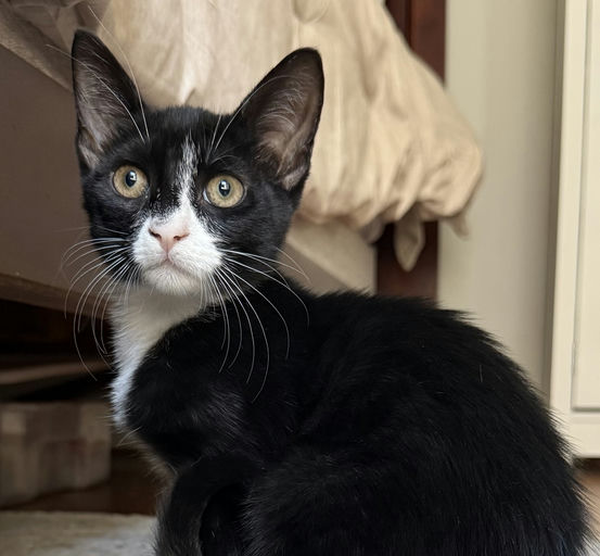 cats - Viserion Image 4