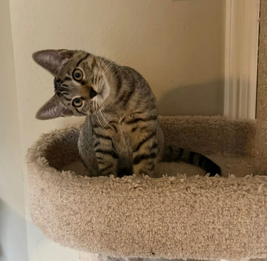 cats - Figaro Image 4