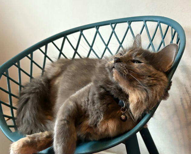 cats - Lavender Image 3