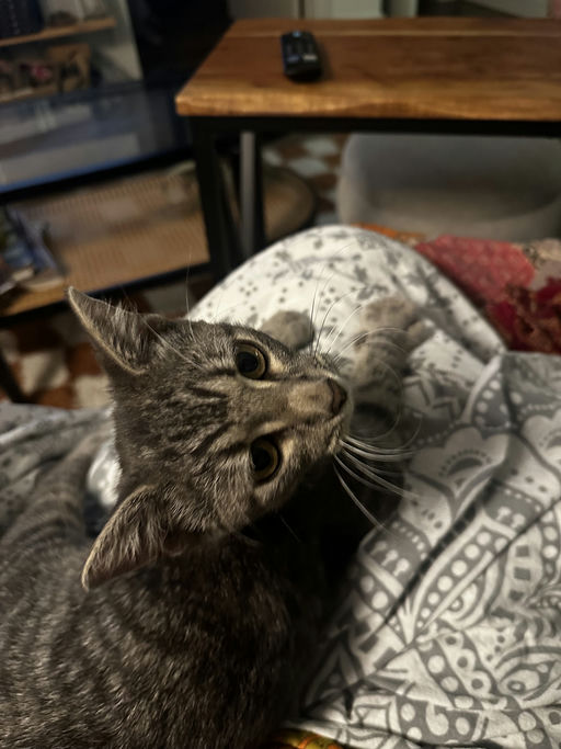 cats - Merlin Image 2