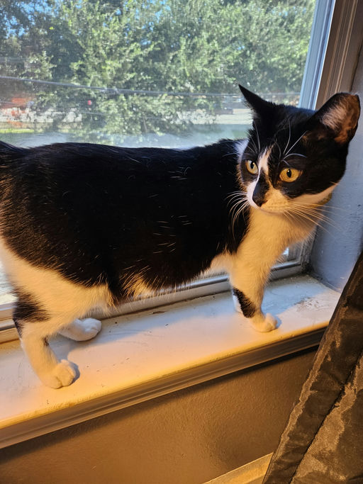 cats - HollyGoLightly Image 1