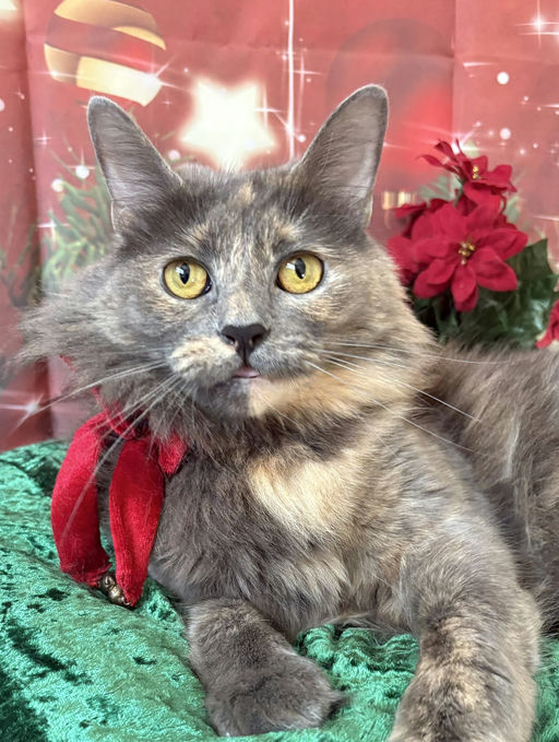 cats - Lavender Image 10