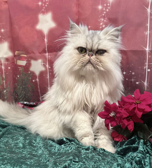 cats - Princess Image 11