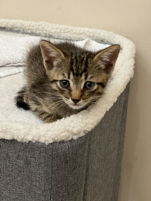 cats - Khaleesi Image 0