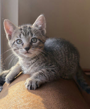 cats - Figaro Image 0