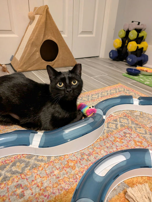 cats - Comet Image 12