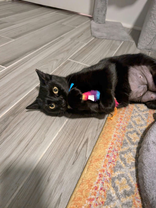 cats - Comet Image 11