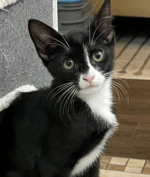 cats - Viserion Image 2