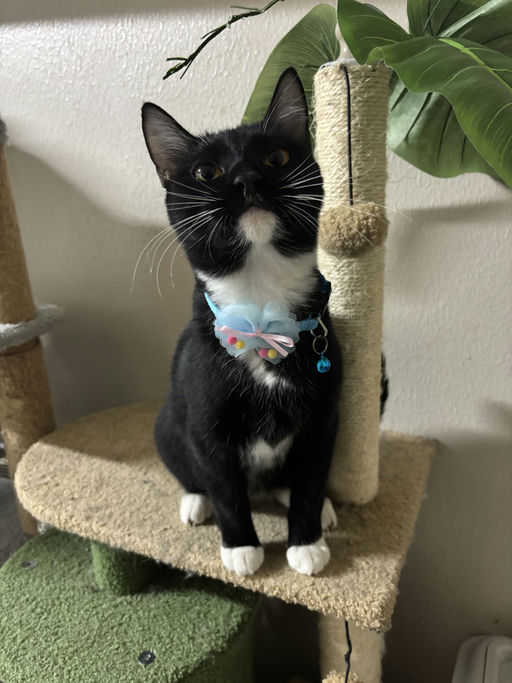 cats - Trixie Image 4