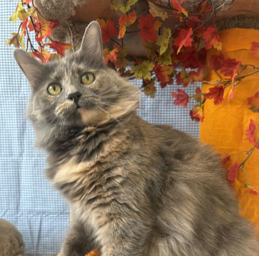 cats - Lavender Image 9