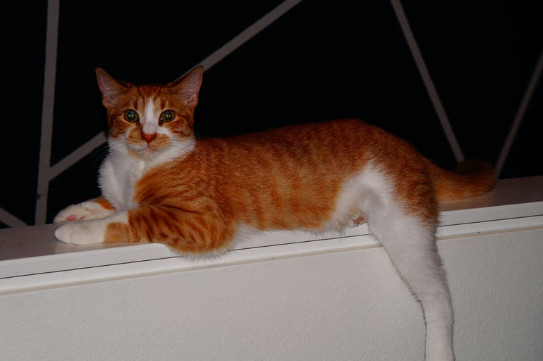 cats - Ching Image 1