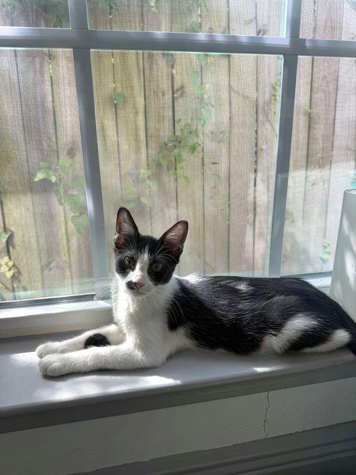 cats - Muffin Image 4