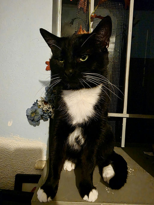 cats - Tuxas Image 1