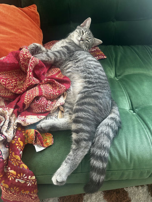 cats - Merlin Image 3