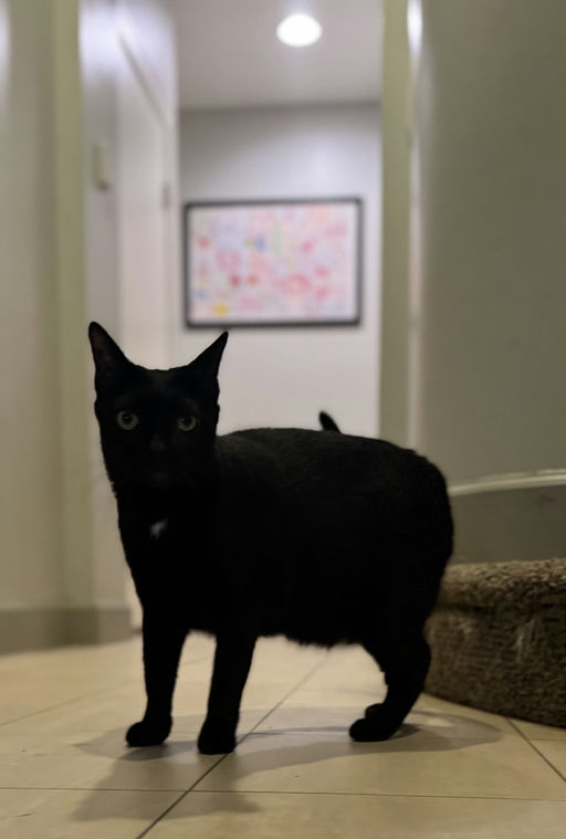 cats - Peter Image 4