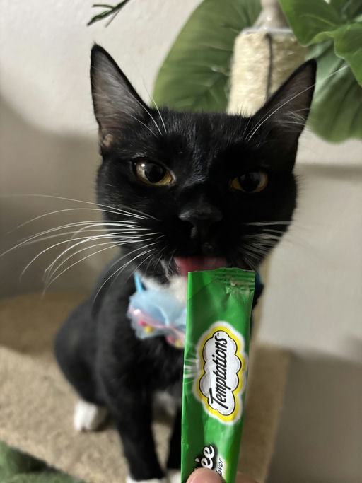 cats - Trixie Image 8