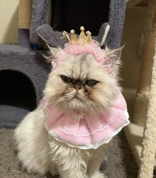 cats - Princess Image 2