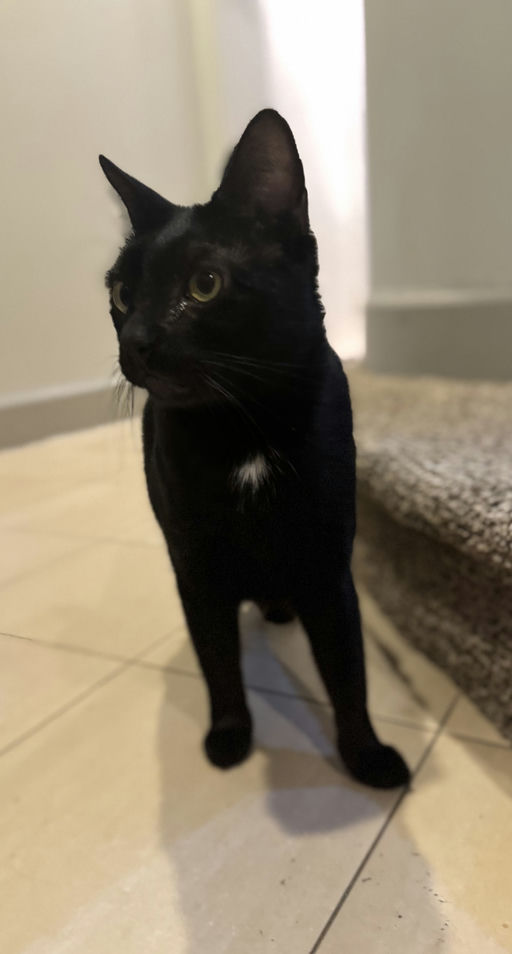 cats - Peter Image 0