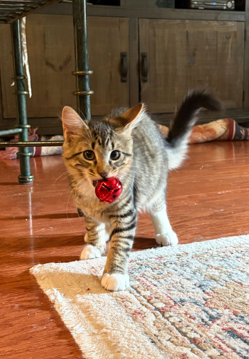 cats - Galileo Image 4