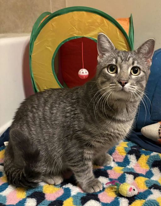 cats - Merlin Image 16