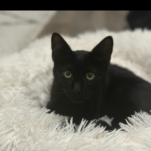 cats - Shadow Image 1