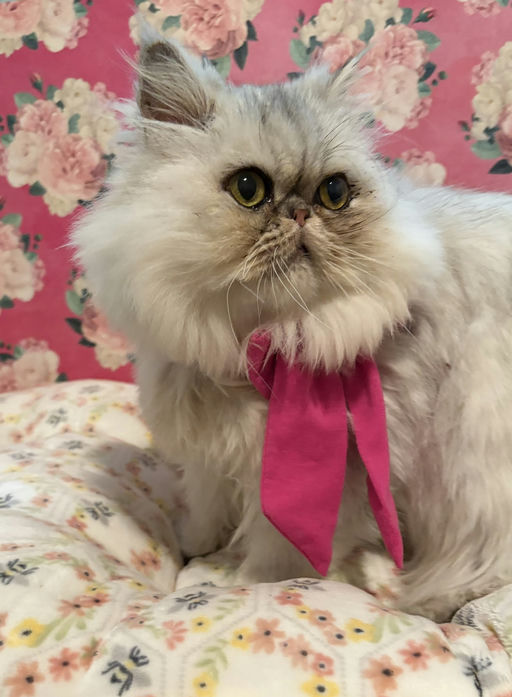 cats - Princess Image 7