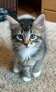 cats - Galileo Image 0