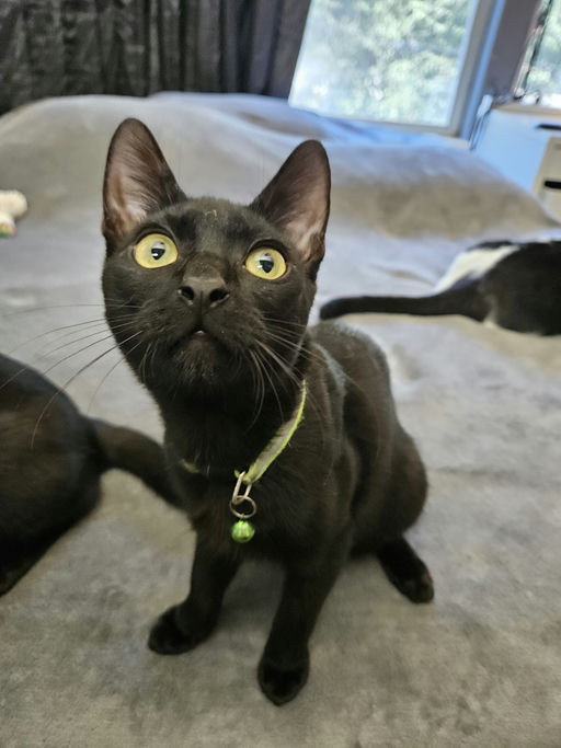 cats - Casanova Image 4