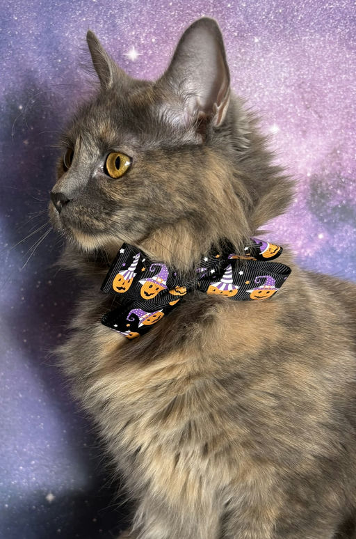 cats - Lavender Image 8