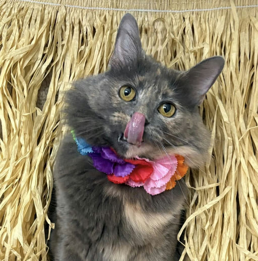 cats - Lavender Image 4