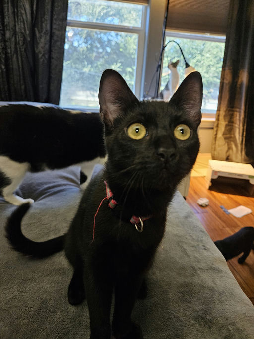 cats - Cuddles Image 3