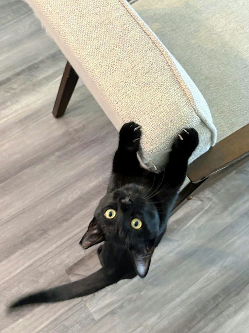 cats - Shadow Image 4