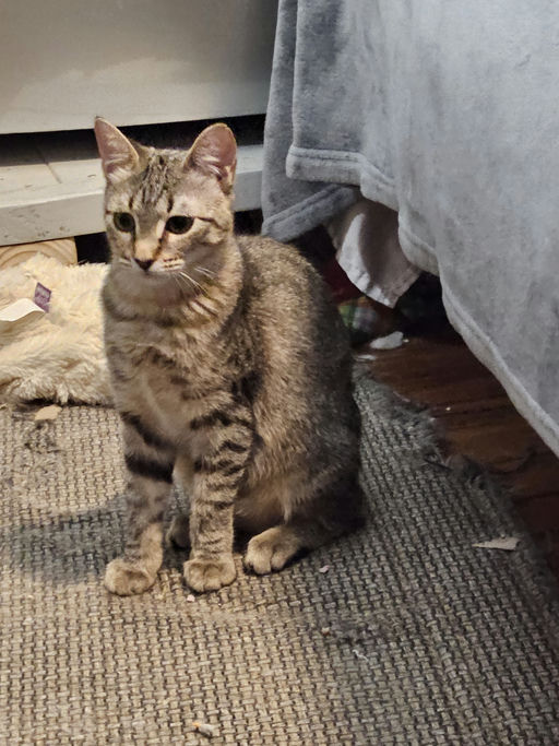 cats - Caroll Image 5