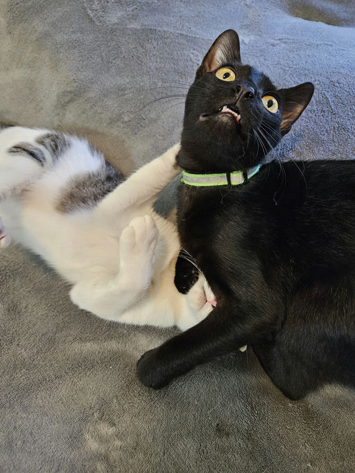 cats - Casanova Image 2