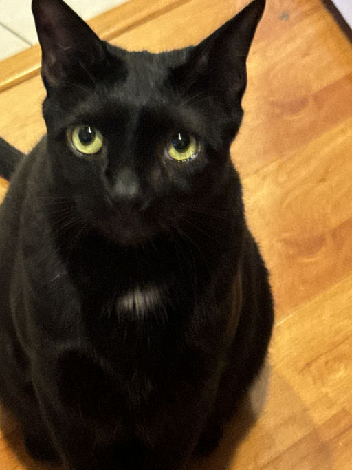 cats - Peter Image 3