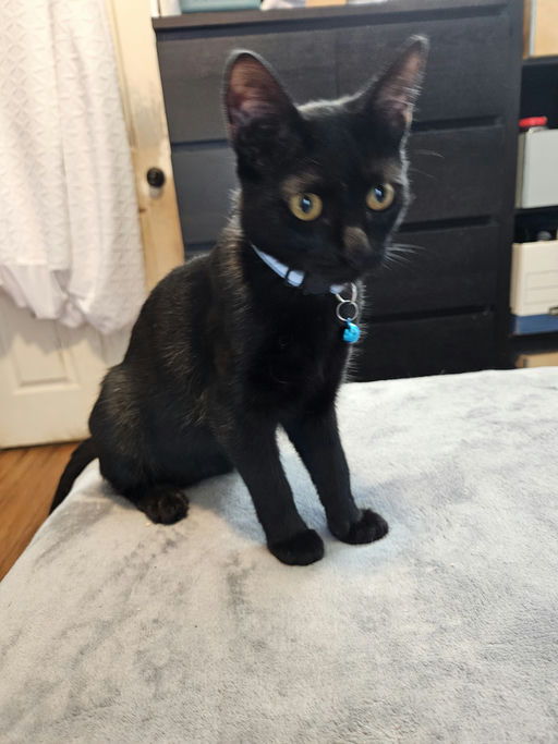 cats - Theadora Image 0