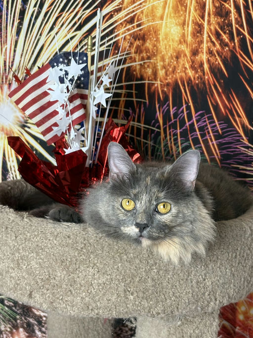 cats - Lavender Image 2