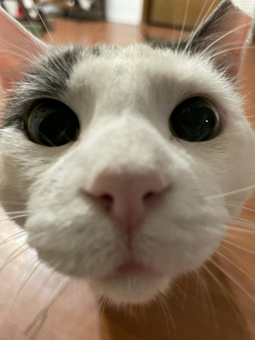 cats - Leche Image 7