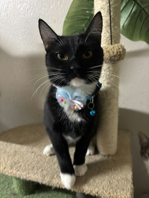 cats - Trixie Image 7