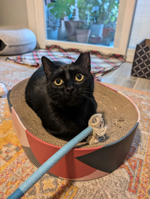 cats - Comet Image 9