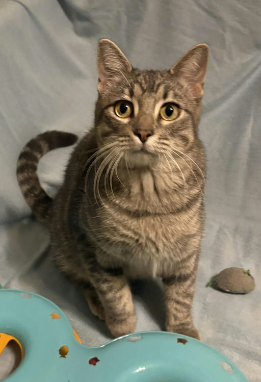 cats - Merlin Image 18