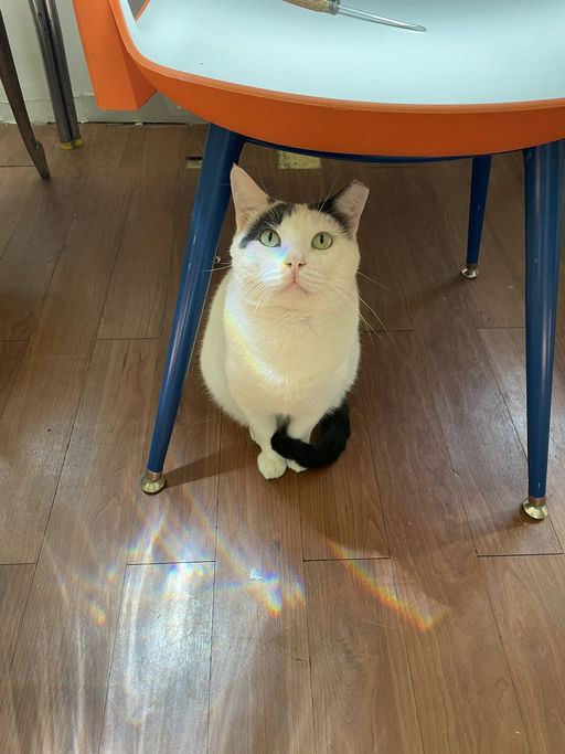 cats - Leche Image 8