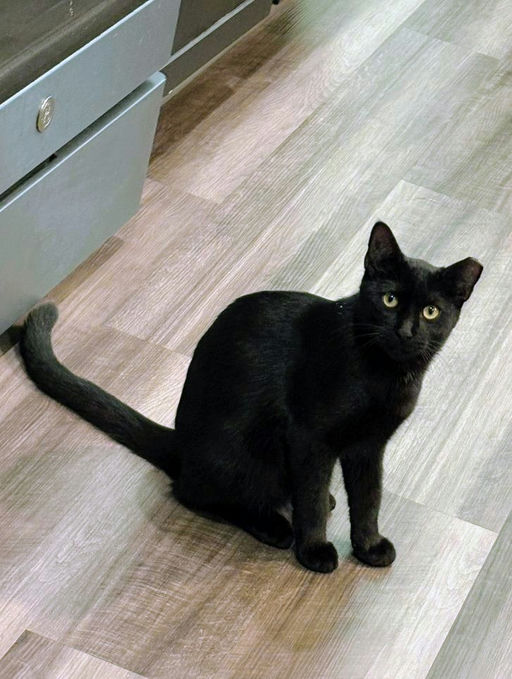 cats - Shadow Image 3