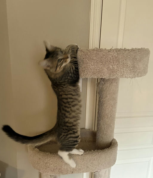 cats - Galileo Image 2